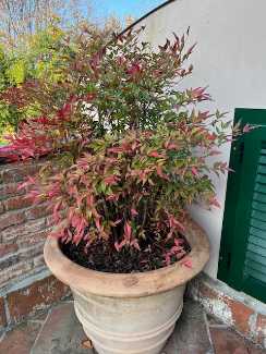 nandina.jpg