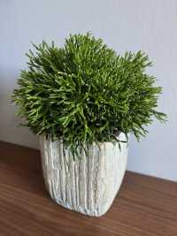 salicornia.jpg